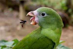 Parakeet (Brotogeris versicolurus) prepares to eat stingless bee (Melipona sp.)