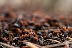 Thatcher ants (Formica obscuripes)