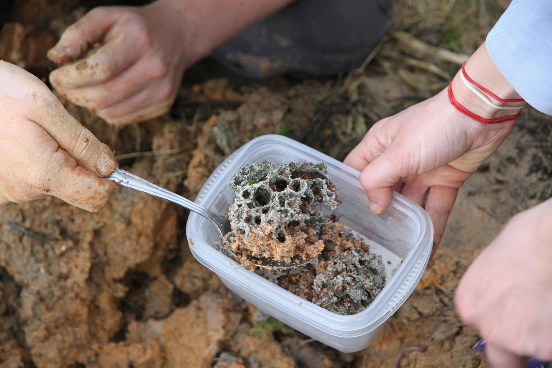 Leafcutter ant (Atta cephalotes) fungus is carefully collected in Trinidad. 