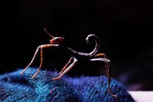 Prickly Stick Insect (Extatosoma tiaratum)