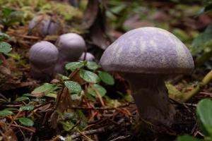 Gassy Webcap (Cortinarius traganus)