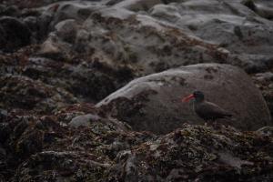 Black Oystercatcher (Haematopus bachmani)