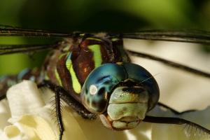 Shadow Darner (Aeshna umbrosa)