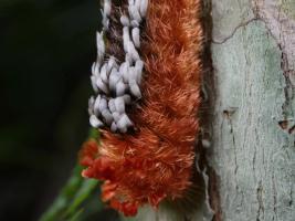 Caterpillar Genus: Prothysana