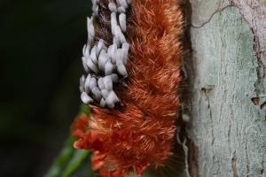 Caterpillar Genus: Prothysana