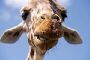 Reticulated Giraffe (Giraffa reticulata)