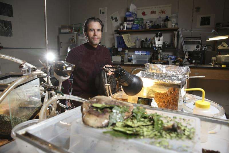 Researchers document the work of leafcutter ants