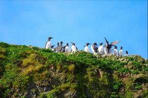 Common Murre (Uria aalge)