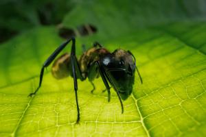 Golden Carpenter Ant (Camponotus sp.)