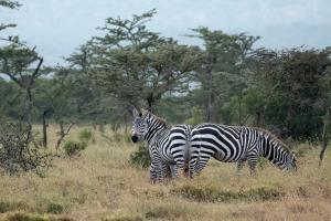 Plains Zebra (Equus quagga)
