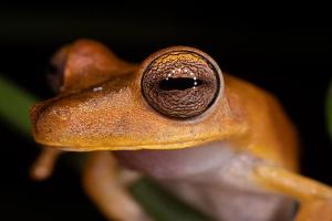 Gladiator Tree Frogs (Boana sp.)