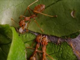 Weaver ants (Oecophylla smaragdina)