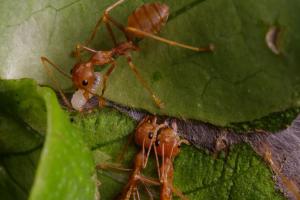 Weaver ants (Oecophylla smaragdina)