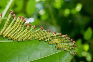 Caterpillars (species unknown)