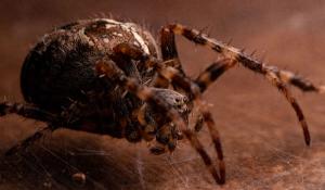 Cross Orb-Weaver (Araneus diadematus)