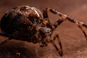 Cross Orb-Weaver (Araneus diadematus)