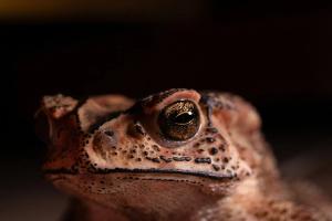 Asian Common Toad (Duttaphrynus melanostictus)