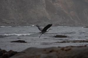 Great Blue Heron (Ardea herodias) 
