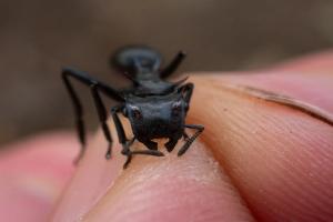 Turtle ant (Cephalotes atratus)