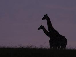 Reticulated Giraffe (Giraffa reticulata)