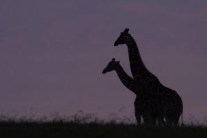 Reticulated Giraffe (Giraffa reticulata)