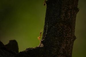 Weaver ant (Oecophylla smaragdina)