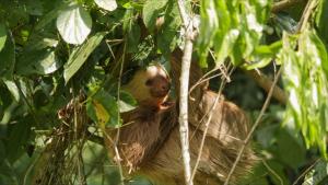 Hoffmann's Two-toed Sloth (Choloepus hoffmanni)