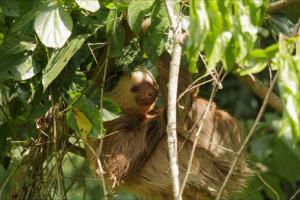 Hoffmann's Two-toed Sloth (Choloepus hoffmanni)
