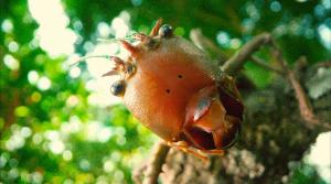 Dragon-headed Katydids (Lesina sp.)