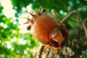 Dragon-headed Katydids (Lesina sp.)