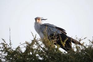 Secretarybird (Sagittarius serpentarius)