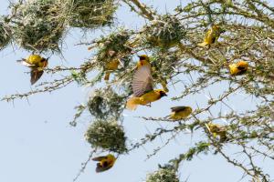 Weavers (Ploceus sp.)