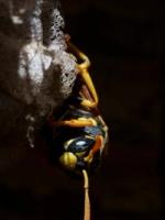 Paper Wasp (Family Vespidae)