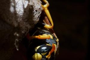 Paper Wasp (Family Vespidae)