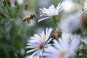 Western Honey Bee (Apis mellifera)