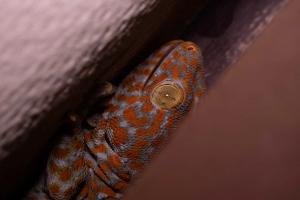 Tokay Gecko (Gekko gecko)