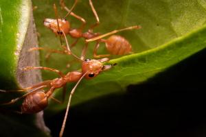 Weaver ant (Oecophylla smaragdina)