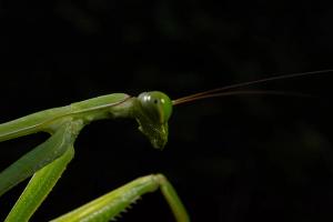 Giant Mantis (Macromantis hyalina)