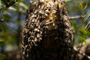 Dwarf Honey Bee (Apis florea)
