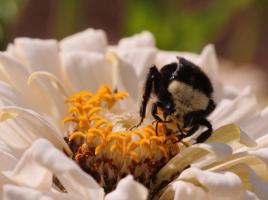 Bumble Bees (Bombus sp.)