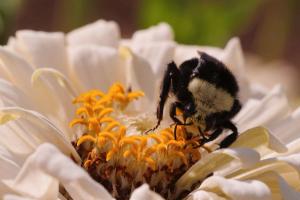 Bumble Bees (Bombus sp.)