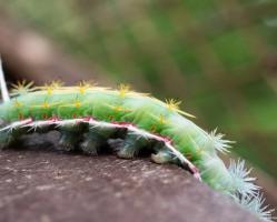 (Genus Periphoba)
