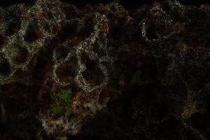 Leafcutter Ants (Atta cephalotes) and Fungus (Leucoagaricus gongylophorus)