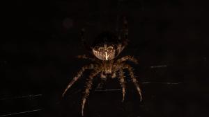 Cross Orb-Weaver (Araneus diadematus)