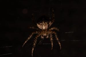 Cross Orb-Weaver (Araneus diadematus)