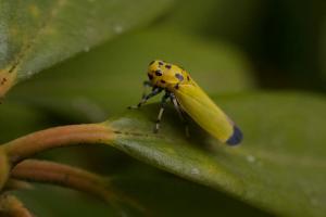 Black-tipped Leafhopper (Bothrogonia ferruginea)