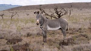 Grévy's Zebra (Equus grevyi)