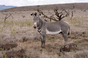 Grévy's Zebra (Equus grevyi)