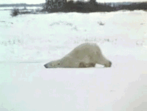 Bear-GIFS-dragging-polar-bear.gif
