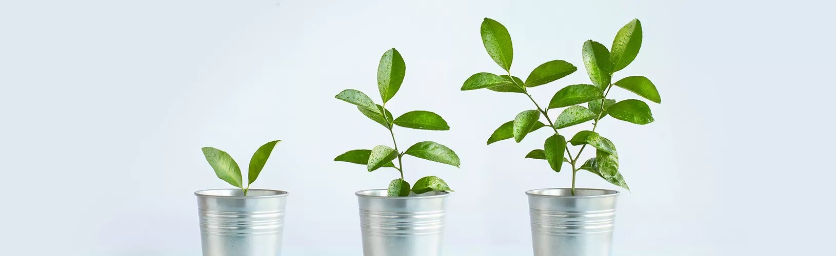 three plants growing sustainably